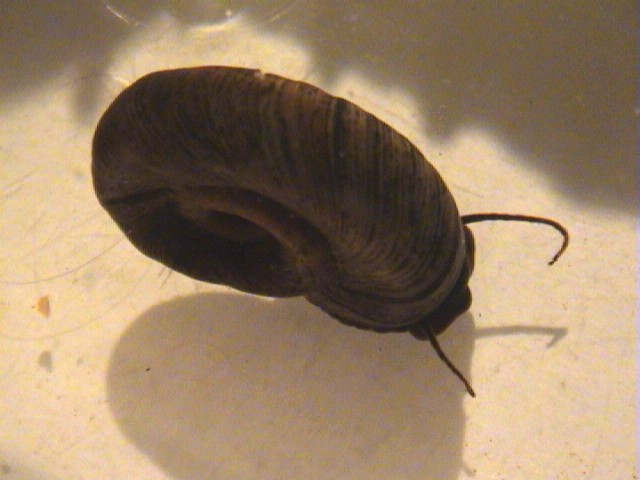 Planorbarius corneus